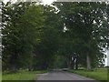 Beech trees lining Blandford Road near Kingston Lacy