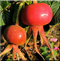 Rosehips, Portrush