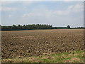 Ploughed field and plantation