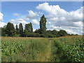 Footpath, Pyrford Green