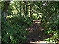 Woodland footpath