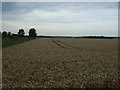 Crop field, Newton Grove Farm