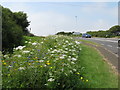 Wildflower planting by the A259