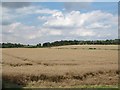TL1297 : Oil seed rape crop, ready for harvest by Christine Johnstone