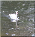 SU8786 : Swan swimming in the Thames below Marlow by David Hawgood