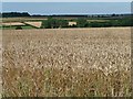 SK9609 : Wheat crop near Empingham on a sunny day by Christine Johnstone