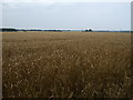 TL3254 : Crop field off Porter's Way by JThomas