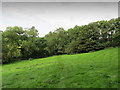 Pasture on the Southern Side of Holly Hill