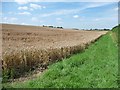 SK9913 : Northern edge of a wheatfield, Pickworth by Christine Johnstone
