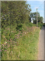 Roadside flowers south east of Kenfig Hill