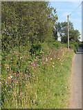 SS8482 : Roadside flowers south east of Kenfig Hill by eswales