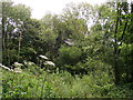 House well hidden by trees