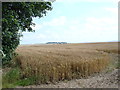 Howe Farm from the Edge of Field house Farm,Centenary Way.