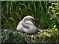 SD7706 : Swan on Nest by David Dixon