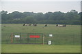 Cows at Castle Hill Farm