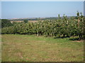 Orchard by Chapel Lane