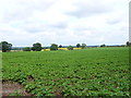 Potato Field near Ryton on Dunsmore