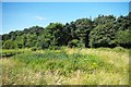 A Patch of Wetland