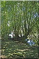 Willows By The Lake