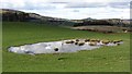 Wetland area, Loanhead