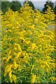 Canadian Golden Rod