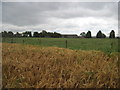 SE6764 : Barley  field  and  Thornton  Grange  Farm by Martin Dawes
