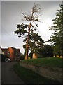 Dying pine in the churchyard of St. Mary, Stow