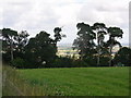 Tree line on the edge of Mickleton Wood