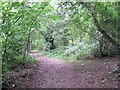 TQ3208 : Path through woods, Wild Park by Paul Gillett