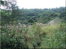 TQ3208 : Flowers on hill overlooking Wild Park by Paul Gillett