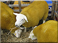 SE7296 : Texel sheep at the Rosedale Show, 2012 by Pauline E