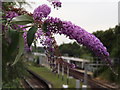 Buddleia