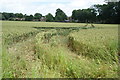 Wheat field on the edge of Cliff