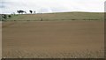 Barley on Morebattle Hill