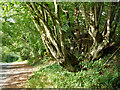 Hornbeam by Ludpit Lane