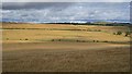 Barley, New Smailholm