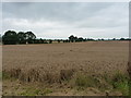 Wheat on the Birch Moors