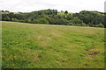 Field above Whitbourne Brook