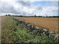 NT6038 : Wheat, Purvishaugh by Richard Webb