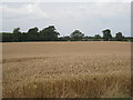 Fox Covert and the spire of Louth parish church