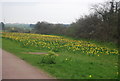 Daffodils, Sandwich Rd