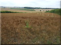 Crop field near Kingsland Barn