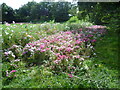 Summer scene in Mostyn Gardens