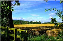 NU1228 : Cornfield View by Alfie Tait