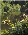 SX8462 : Pond near Berry Pomeroy Castle by Derek Harper