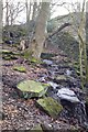 Ascending through Hagg Wood from Coppice Road