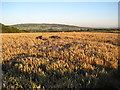 Wheat field at Besford