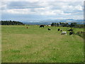 Fields at Saddlebank Farm