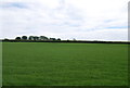 Wheat field, Eastdown