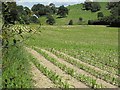 Young maize crop near Rhyd-y-felin